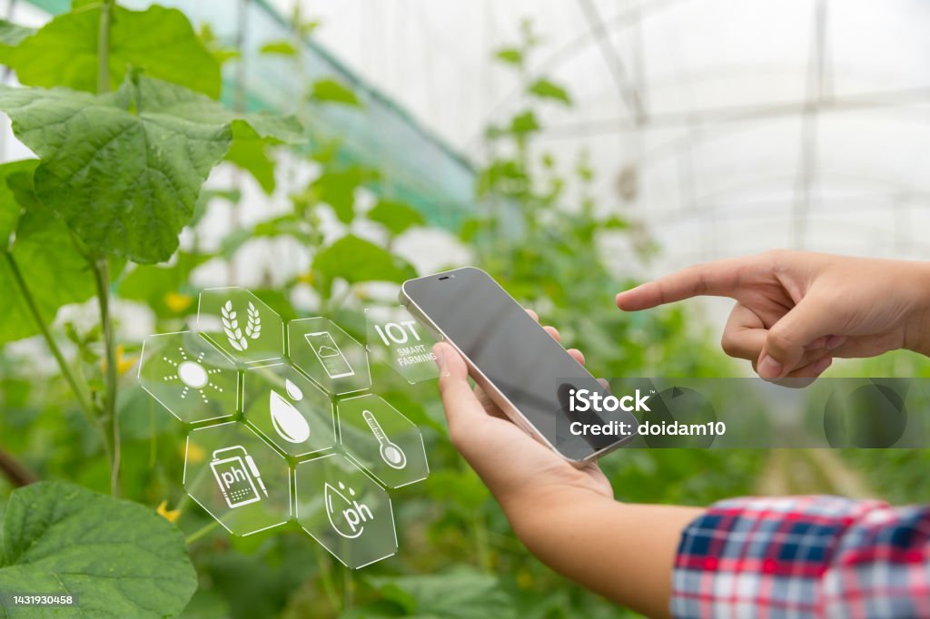 Internet of Things, IoT with Farming Smart concept. Agriculture and modern technology are used to manage crops. controlling the production to be effective to solve productive problems. business melon.